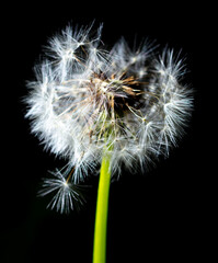 Close-up of a fluffy dandelion in nature.