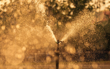 Wall Mural - sprinkle water in the field with sunset light