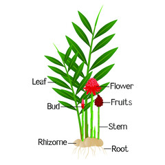 Wall Mural - Parts of etlingera elatior, red torch ginger flower isolated on a white.