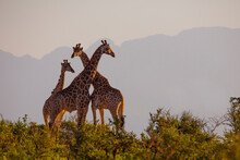Giraffes In The Savannah At Sunset