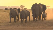 Cute Shot Of An Elephant Family Exploring The Serengeti National Park At Golden Sunset. Scenic View Of The Picturesque African Savannah And A Small Group Of Grey Elephants On A Sunny Summer Evening.