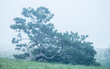 Pine tree in mist