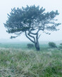 Pine tree in mist