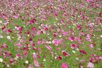 Wall Mural - colorful cosmos flowers farm