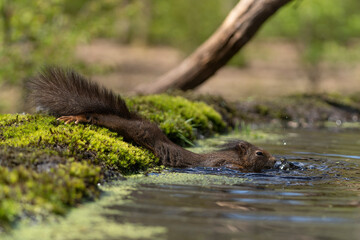 Wall Mural - Erasian Red Squirrel - Sciurus vulgaris - in a forest swimming in a pond