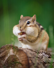 Closeup Of A Wild Chipmunk Outdoors Eating Peanuts