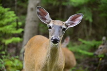 White Tail Doe Looks Cautiously Towards Camera. A Close Up Shot Of A Young Deer Looking At The Camera.