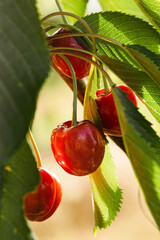 Wall Mural - cherries on the tree