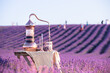 © Kotkoa - Distillation of lavender essential oil and hydrolate. Copper alambik for the flowering field.