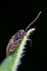 Wall Mural - insect on leaf