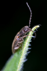 Wall Mural - macro of a caterpillar