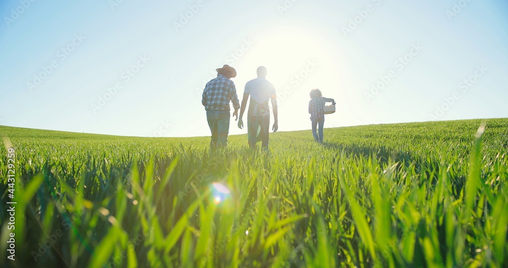 Organic and ecology. Back view of the group of farmer workers walking between rows of cultivated vegetables growing. Agricultural and domestic homegrown foods concept - obrazy, fototapety, plakaty 