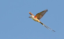 Scissor-tailed Flycatcher (Tyrannus Forficatus) Flying With Insect Prey In The Beak, Galveston, Texas, USA.