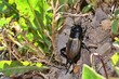 Świerszcz polny (Gryllus campestris) - samica