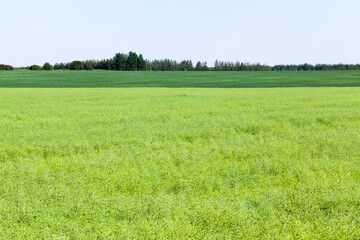 agricultural field with faded rapeseed