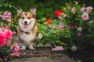 Happy welsh corgi pembroke dog in a garden