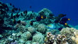 © Vitalii6447 - Beautiful fish on the Red Sea reef.