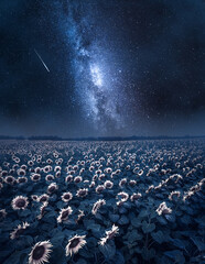 Wall Mural - milky way over sunflower field, poland. agriculture by night, poland.