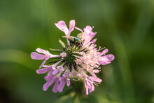 CLose-up Of A Green Fly On A Wildflower, Lucilia Sericata