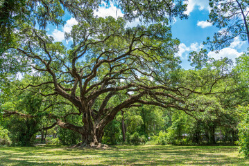 Large southern live oak tree (Quercus virginiana) estimated to be over 300 years old - Dade Battlefield Historic State Park, Bushnell, Florida, USA