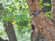 Birds On A Feeder: An American Goldfinch And A White Breasted Nuthatch Eat Sunflower Seeds From The Same Hanging Bird Feeder