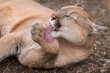 Puma licking it's paws. Symbol of female sexuality. Mountain lion licking paw.