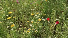 Colorful And Diverse Wildflower Meadow With Flowers And Bumble Bees