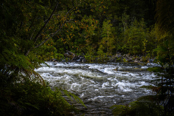 river in the forest