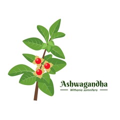 Wall Mural - Vector illustration, Ashwagandha or Withania somnifera, isolated on white background, Ashwaganda is an Ayurvedic medicinal plant.