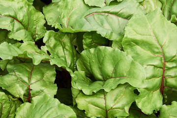 Beet leaves growing in the garden,  close-up