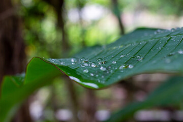 water drops on banana leaf