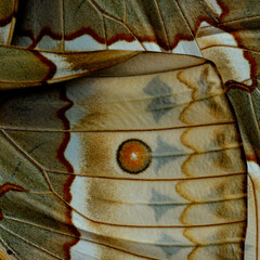 Wall Mural - Red dot on brown background part of the Cambodian Junglequeen butterfly's wing texture