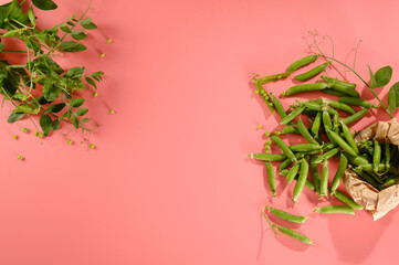 green young peas in pods, freshly picked on a pink background, top view, empty space for text