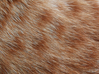 Sticker - Ginger cat fur texture background. 