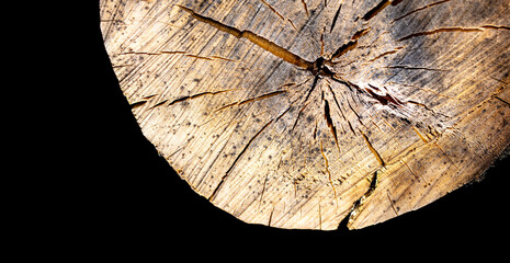 Sticker - Felling of a tree as an abstract background.