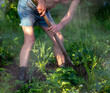 © schankz - Grandpa digs soil with a shovel