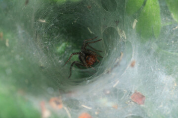 agelena labyrinthica spider macro photo