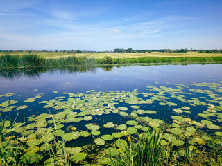 Wall Mural - typical image of the dutch polder landscape with its green meadows and ditches in summer