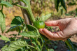 Hand holding green ripe tomato in plant,organic food growing in vegetables field.