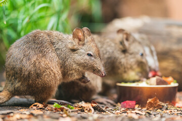 The long-nosed potoroo (Potorous tridactylus) is a species of potoroo. These small marsupials are part of the rat-kangaroo family. The long-nosed potoroo contains two subspecies tridactylus and apical