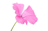 Fototapeta Motyle - pink mallow flower isolated