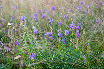 Poster - meadow flowers growing in the summer in the meadow