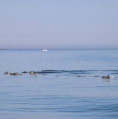 Poster - Dolphins underwater in Brittany 