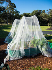 Netting insect for organic vegetable garden.
