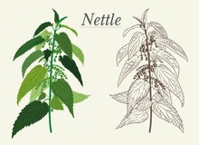 Nettle Pharmacy Leaves Are Covered With Burning Hairs Of Medicinal Plants