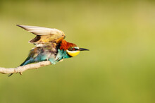 Close Up Of A Perched Bee-eater In Summer