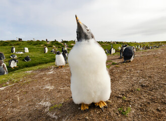 Wall Mural - portrait of a gentoo penguin chick