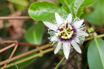 Wall Mural - passion fruit on a blurred background