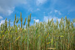 © HollandPhotostock.nl - Landbouw in Flevoland || Agriculture in Flevoland