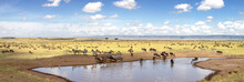 Panorama Of Zebra And Wildebeest At A Waterhole In The Masai Mara